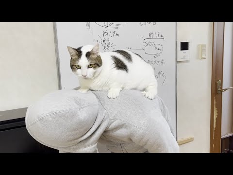 お父さんの頭を捏ねくりまわす猫(YouTube)