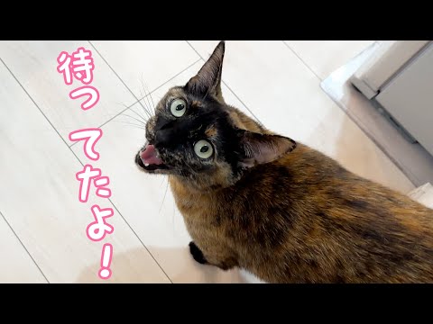 どこでもママを待ってるモモちゃんが可愛すぎる…！(YouTube)
