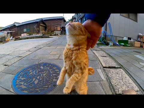 駐車場にいた野良猫がモフられに寄ってきた(YouTube)