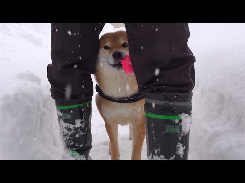 【大雪】除雪中かまってほしい柴犬が可愛すぎる。。(YouTube)