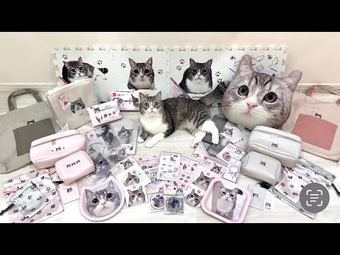 今、もち様が日本全国ですごいことになっているそうです。(YouTube)