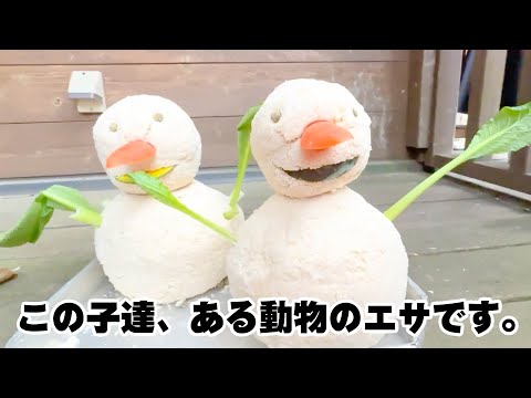 可愛い雪だるま達を〇〇に丸呑みされました。(YouTube)