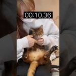 猫の爪切り1分チャレンジ（ニコ編）💛 #shorts(YouTube)