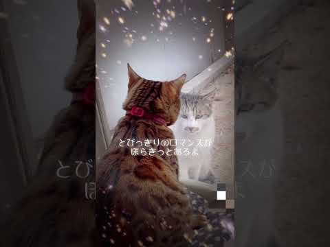 庭先でロミジュリ始まった💓 #shorts(YouTube)