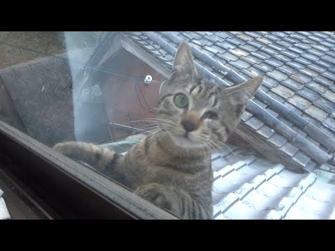 屋根に上って窓から入るルートを知った猫(YouTube)