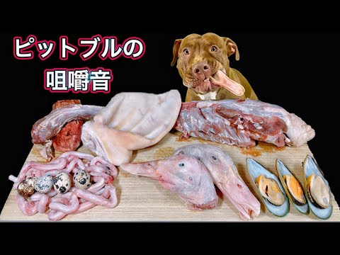 【閲覧注意ASMR】最強な犬ピットブルが骨付き肉を豪快に噛み砕く音(YouTube)