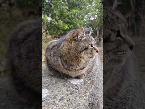 ドッシリし過ぎだろ!公園猫ちゃん #shorts(YouTube)