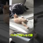 ベッドではしゃぐ猫が可愛すぎる(YouTube)