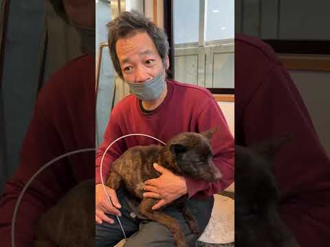 甲斐犬レスキュー病院から(YouTube)
