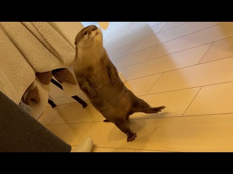 一生懸命ついてくるカワウソが可愛いと思ったらまさかの真実が…！ Those otter that follow me so hard are adorable!(YouTube)