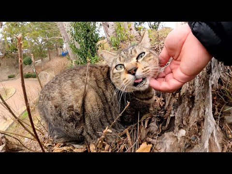 丘の上でくつろいでいた猫トリオをモフる(YouTube)