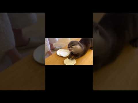 カワウソと「わんこそば」ならぬ「わんこチキン」やったら大はしゃぎだった I played wanko chicken with an otter and he was so excited(YouTube)