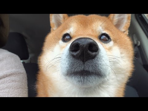病院を確信した時の柴犬、こうなる。(YouTube)