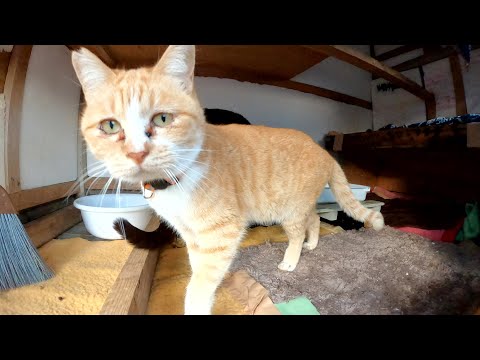 立派な猫ハウスを覗いたら猫達が美味しそうにカリカリを食べていた(YouTube)