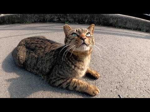 目がクリクリなキジトラ猫が「一緒に遊ぼ～」と甘えてきた(YouTube)