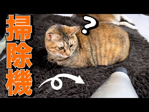 掃除機を全く怖がらない猫(YouTube)