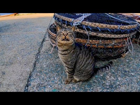 猫島にいたキジトラ猫、撫でるとゴロンと転がって喜んだ(YouTube)