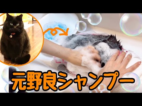人慣れしてない元野良猫のシャンプーもこの方法で楽勝です(YouTube)