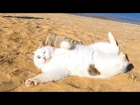 海岸で出会った猫ちゃん、砂浜でゴロンゴロン転がって砂だらけに(YouTube)