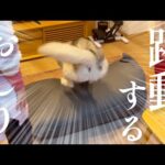 丁寧な生活から一変、ママが調達した高級焼肉に身震いが止まらないシベリアンハスキー(YouTube)