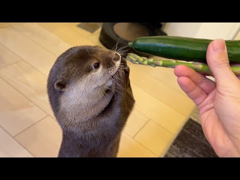 「猫にきゅうりドッキリ」をカワウソにやっても効かないので色々他に試してみた I set up a vegetable surprise for the otter.(YouTube)