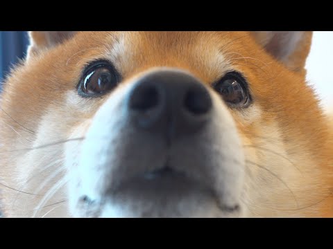 庭好きの柴犬が全然来ない！その理由が素直すぎてかわいい。(YouTube)