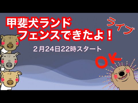 甲斐犬ランド発進‼️ライブ22時より配信(YouTube)