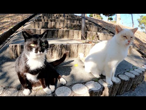 階段を下りていたら、薄茶シロ猫とバットニャンが通せん坊して甘えてきた(YouTube)