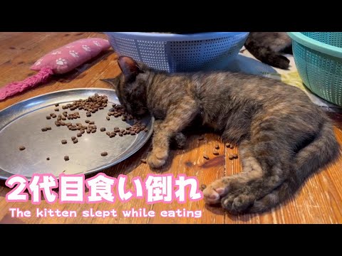 2代目 食い倒れ子猫　Roco fell asleep while eating(YouTube)