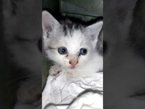 仕事を終えて帰宅すると家に小さな子猫が！大好きなネコ吉との日々はこの瞬間から始まりました #Shorts(YouTube)
