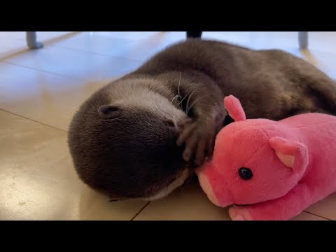 カワウソのお気に入りのぬいぐるみを綺麗に洗濯してあげたらこんな結果に… I gave the otter’s favorite stuffed animal a clean wash.(YouTube)