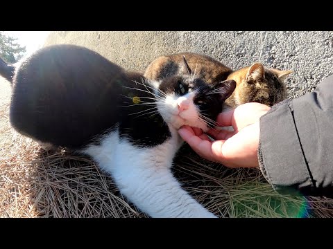 堤防沿いに並ぶ猫達をモフったらウットリした表情を浮かべた(YouTube)