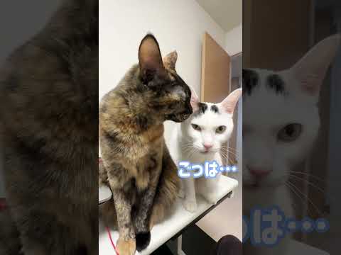 「ごはん」と声をかけたときの反応が可愛い！ #shorts(YouTube)