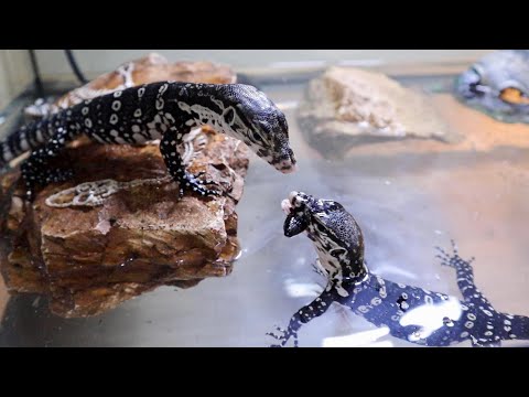 喧嘩寸前…初めてのごはんをオオトカゲの赤ちゃんに食べさせる(YouTube)