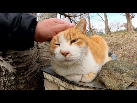 甲高い声で鳴く茶シロ猫をモフったら喉をゴロゴロと鳴らして喜んだ(YouTube)