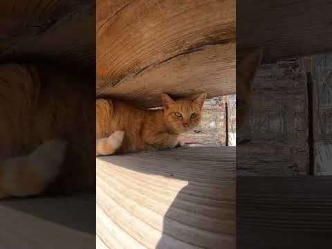 漁具置き場でくつろぐ猫達(YouTube)