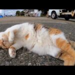 出会っていきなり前方宙返りゴロンの大技を披露する猫島の大物三毛猫(YouTube)