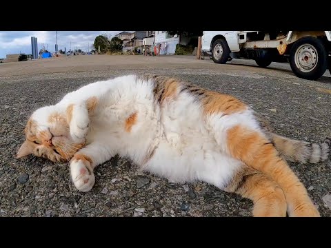 出会っていきなり前方宙返りゴロンの大技を披露する猫島の大物三毛猫(YouTube)