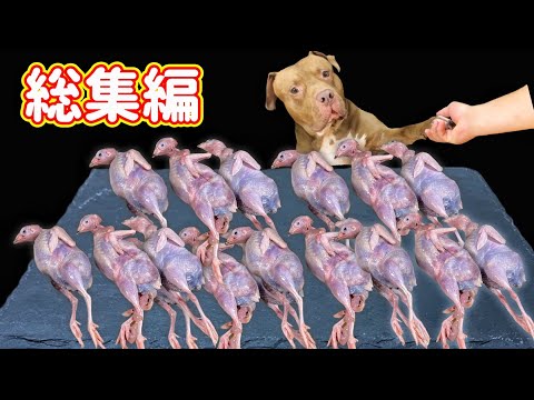 【総集編】ウズラを丸ごと食べまくるピットブルの咀嚼音が最高に気持ちいい【閲覧注意】(YouTube)