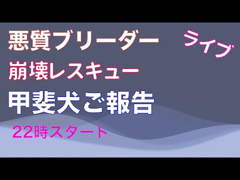 繁殖屋崩壊レスキュー甲斐犬診察結果ご報告22時より(YouTube)