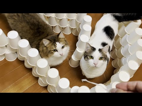 ムシャクシャして迷路を壊してしまった猫(YouTube)