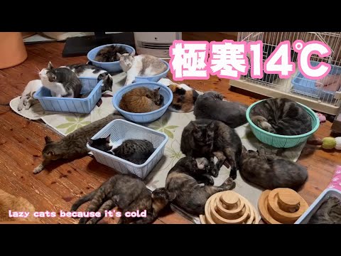 極寒14℃！　Lazy cats because it’s cold(YouTube)
