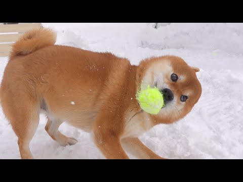 柴犬が大雪に飽き始めたので飼い主も全力出してみた。(YouTube)