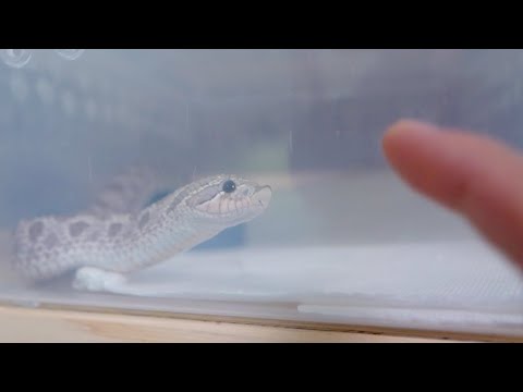 エサを要求するヘビがかわいすぎる(YouTube)