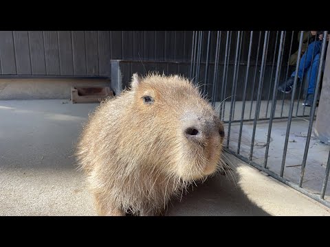 恵方巻きとビーバーの冒険🦫(YouTube)