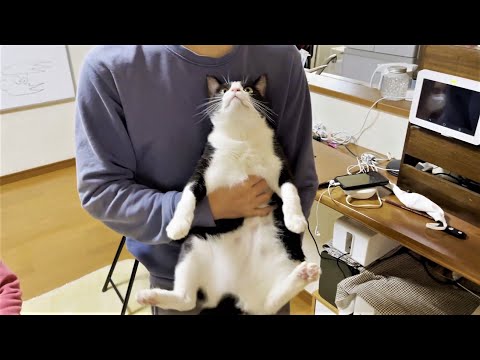 自信満々のお父さんを完全に無視する猫(YouTube)