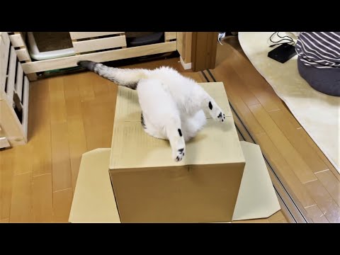 「アカン、出られへんようになってもた」と少し考える猫(YouTube)