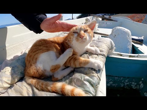 船でお昼寝していた茶シロ猫が地面に寝転がってモフりを要求してきた(YouTube)