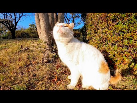池の側にいた猫を撫でると鳴きながらゴロゴロ言ってカワイイ(YouTube)