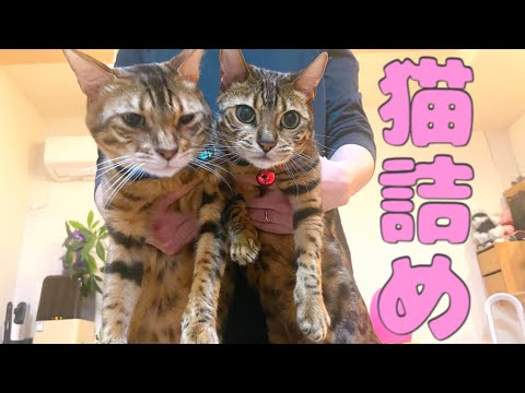 猫6匹連れて実家に帰るので車に猫詰めします(YouTube)